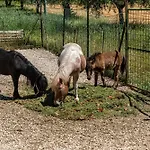 Farm stay Il Girasole Assisi