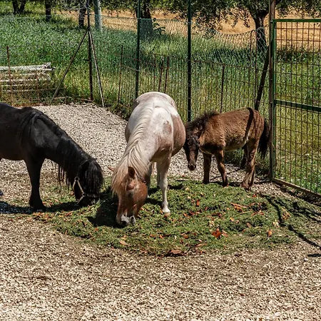 Farma Il Girasole Assisi
