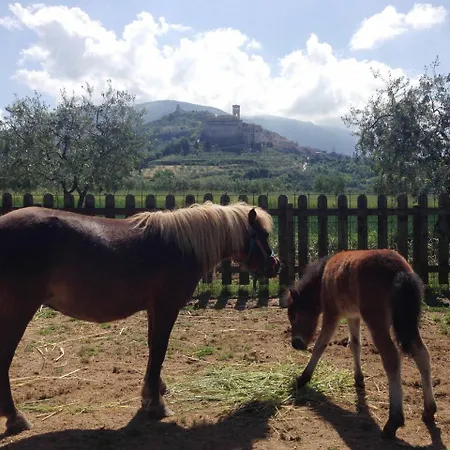 Il Girasole Farma Assisi
