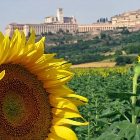팜스테이 Il Girasole