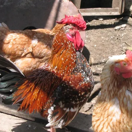 Il Girasole * Assise