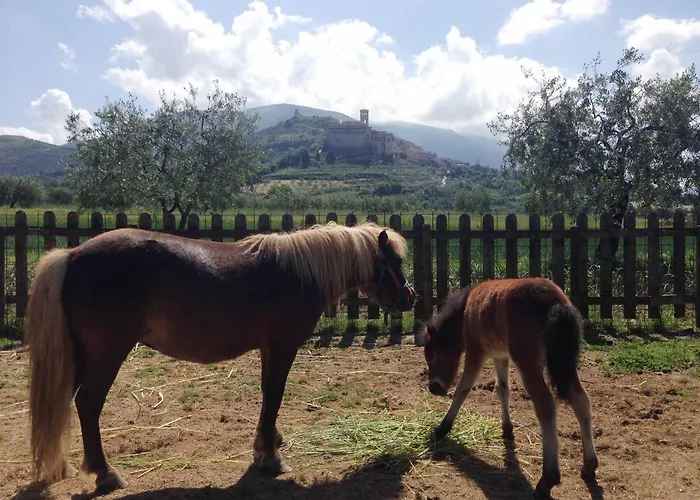 Il Girasole Farm stay Assisi