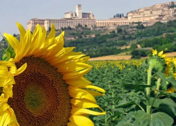 Vakantieboerderij Il Girasole