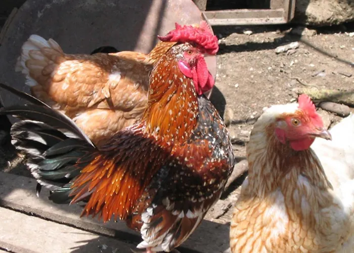 Il Girasole * Assisi